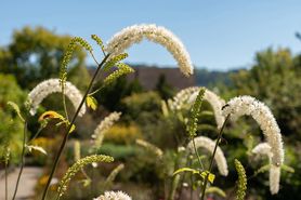 Ziołowe leki na menopauzę – czy są skuteczne i bezpieczne?