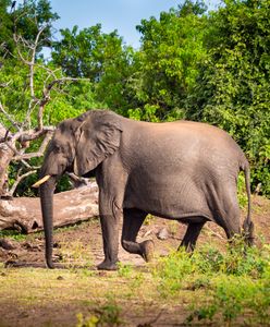 20 tysięcy słoni dla Berlina. Botswana zdenerwowana regulacjami