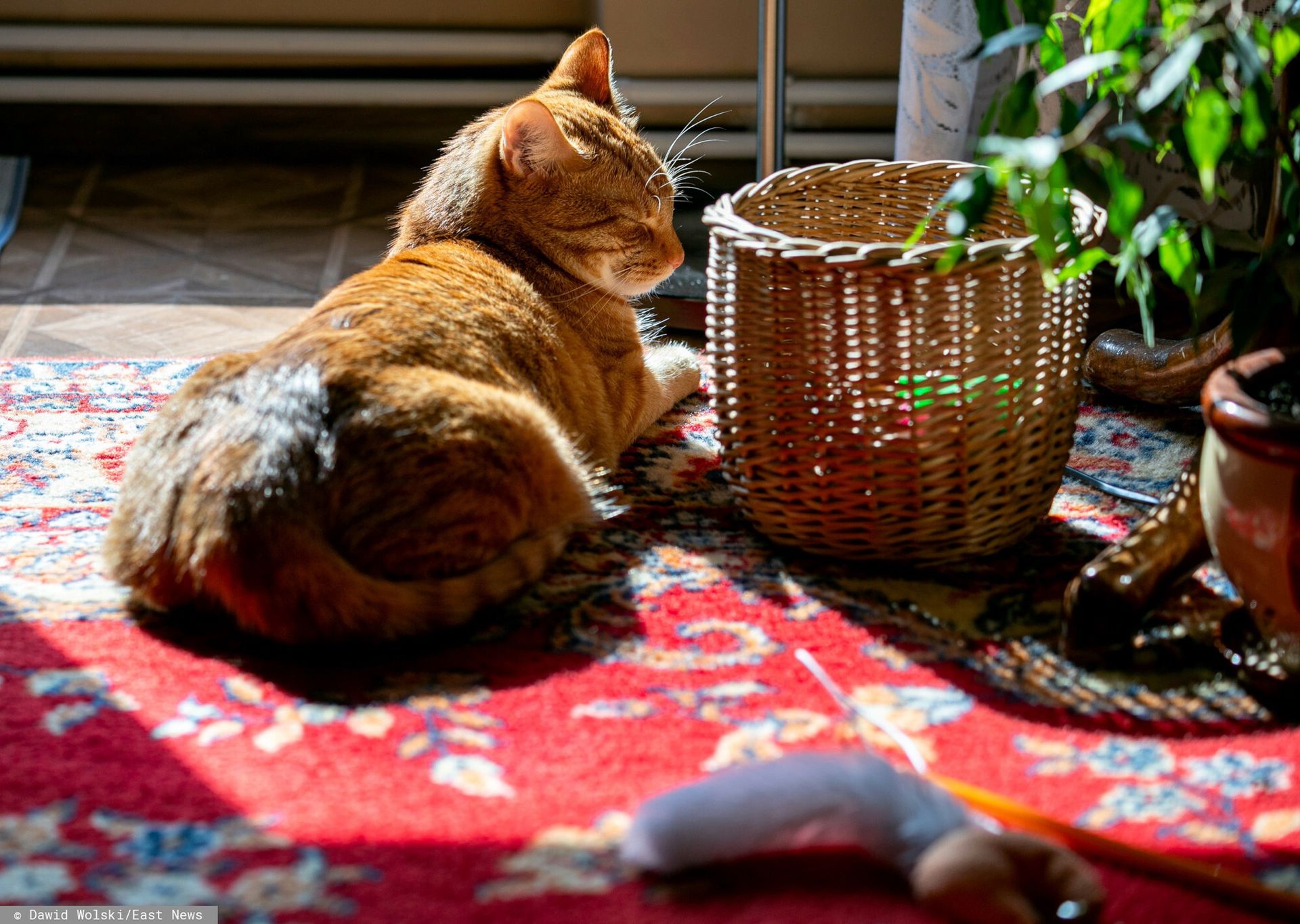 wiadomości,aktualności,WP Wiadomości Kot przetrwał godzinę w pralce. Walczyli o jego życie całą noc