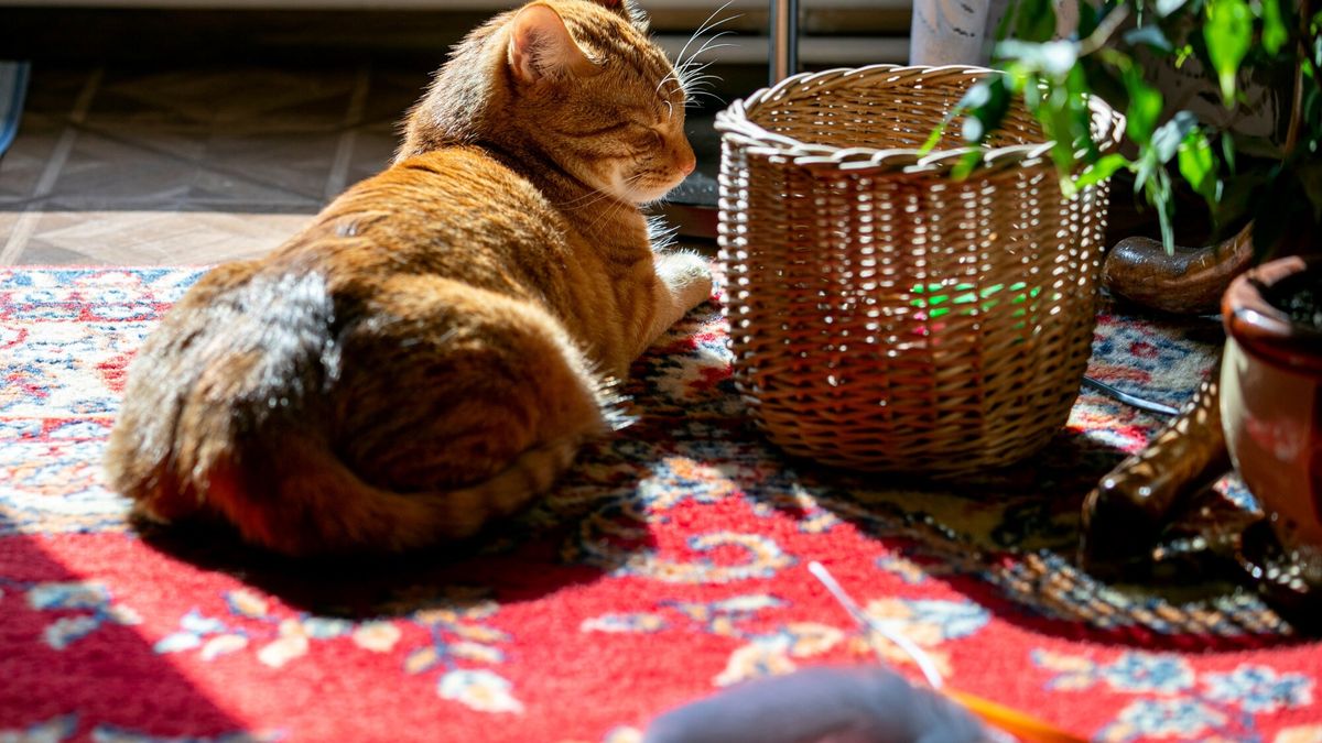 Kot przetrwał godzinę w pralce. Walczyli o jego życie całą noc