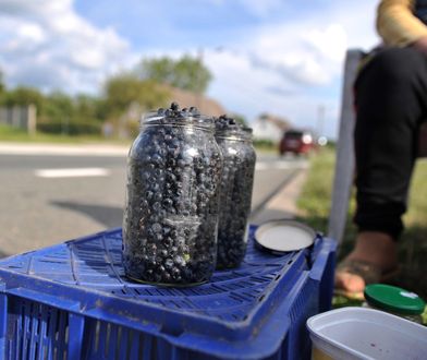 Ruszył sezon na jagody. Ceny za litr są kosmiczne