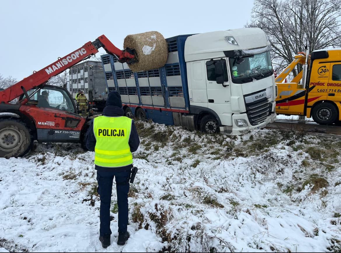 Woj. wielkopolskie: Kierowca ciężarówki chciał pomóc po kolizji. Pojazd z trzodą wpadł do rowu na DK36