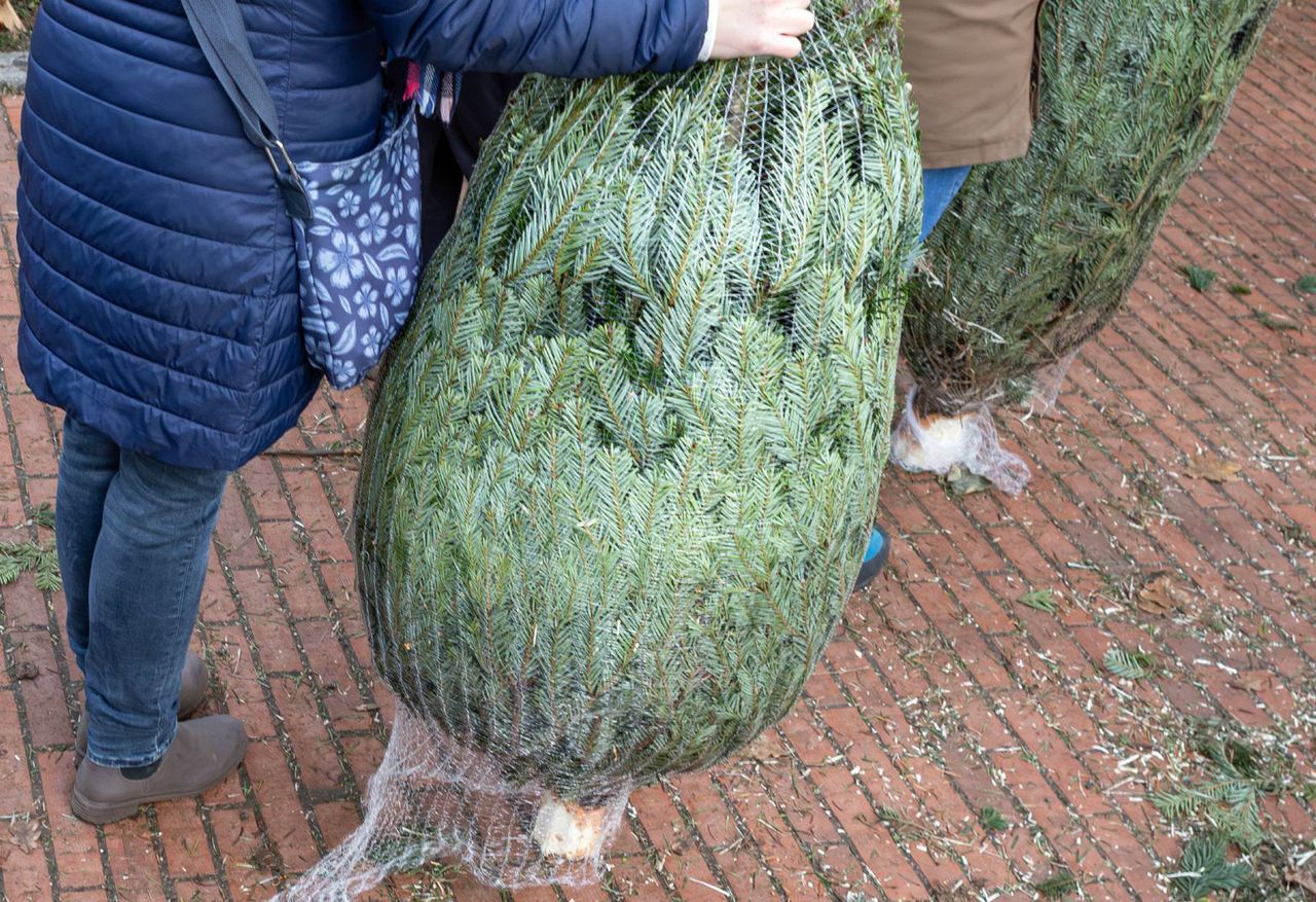 Insects lurking in your Christmas tree? How to keep them out