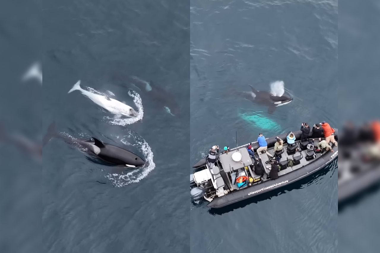 Na filmie udało się zarejestrować orkę-widmo. Spotkanie jej graniczy z cudem