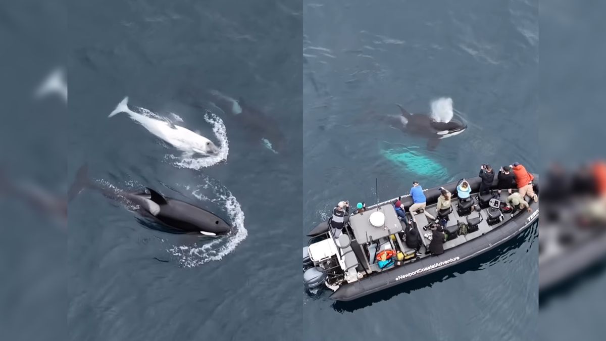 Frosty to bardzo rzadki przedstawiciel orki, który jest niemal kompletnie pozbawiony pigmentu.