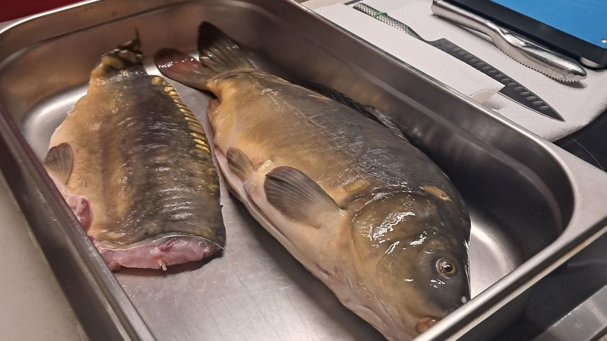 Już za chwilę będziemy kupować karpia na wigilijną kolację.  