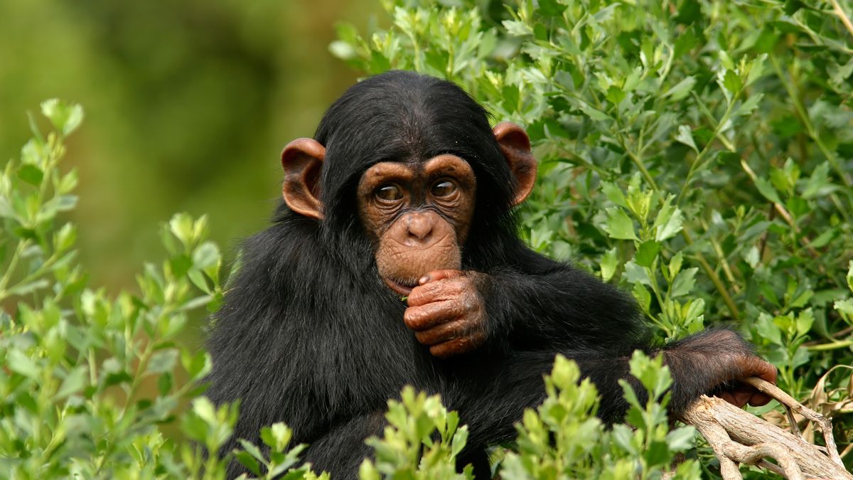 Nowa małpiarnia w zoo. Zamieszkają szympansy i makaki