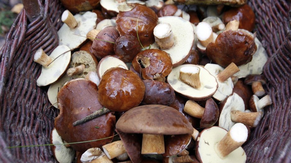 Nie brakuje maślaków, borowików i podgrzybków.