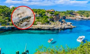 Inwazja na Majorce. Zagrożenie dla ekosystemu