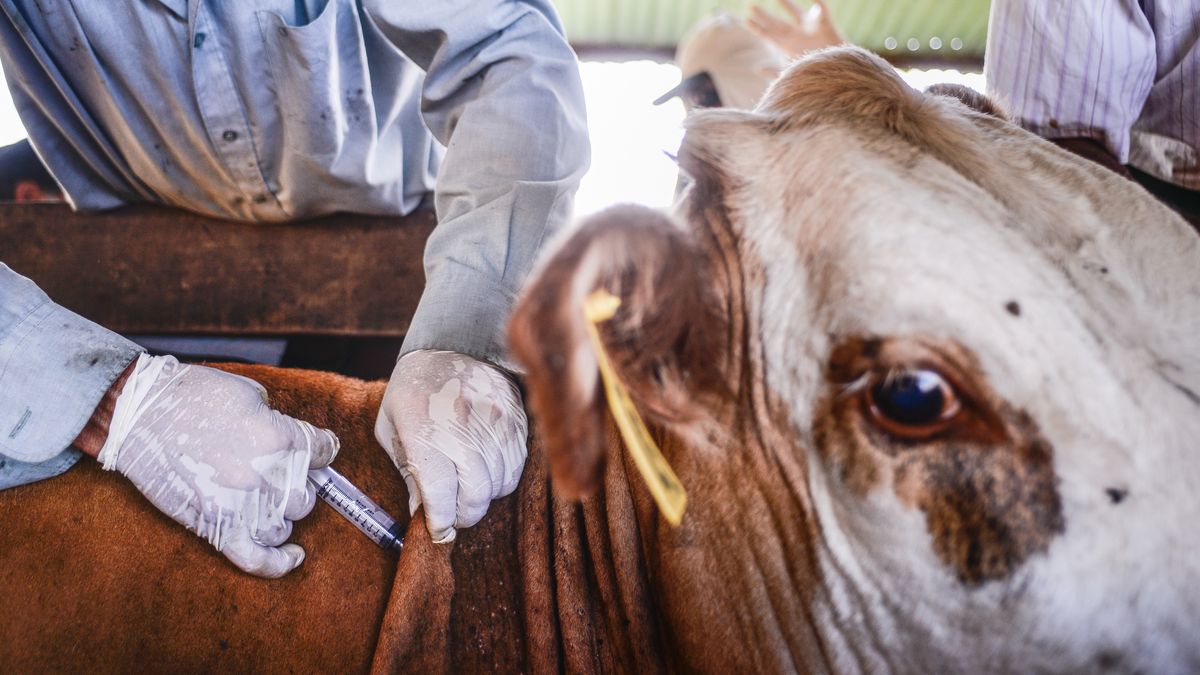Turcja zaczyna szczepienia przeciw pryszczycy