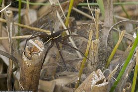 Ukąszenie powoduje "wędkarskiego kaca". To największy pająk w Polsce