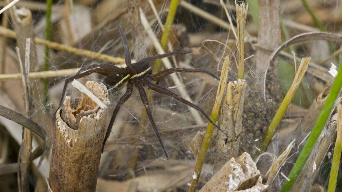 Bagnik nawodny to największy pająk w Polsce