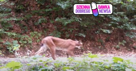 Fotopułapka nagrała wyjątkową scenę. "Jak na wybiegu"