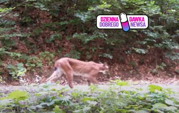 Fotopułapka nagrała wyjątkową scenę. "Jak na wybiegu"