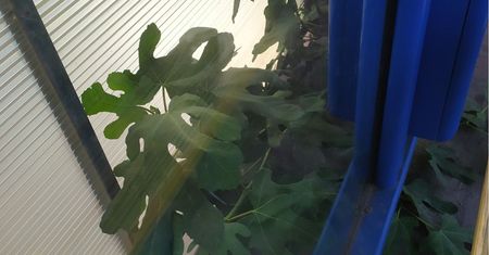 Szok, że wyrosło w Polsce. Kobieta czekała na tramwaj, dokonała odkrycia