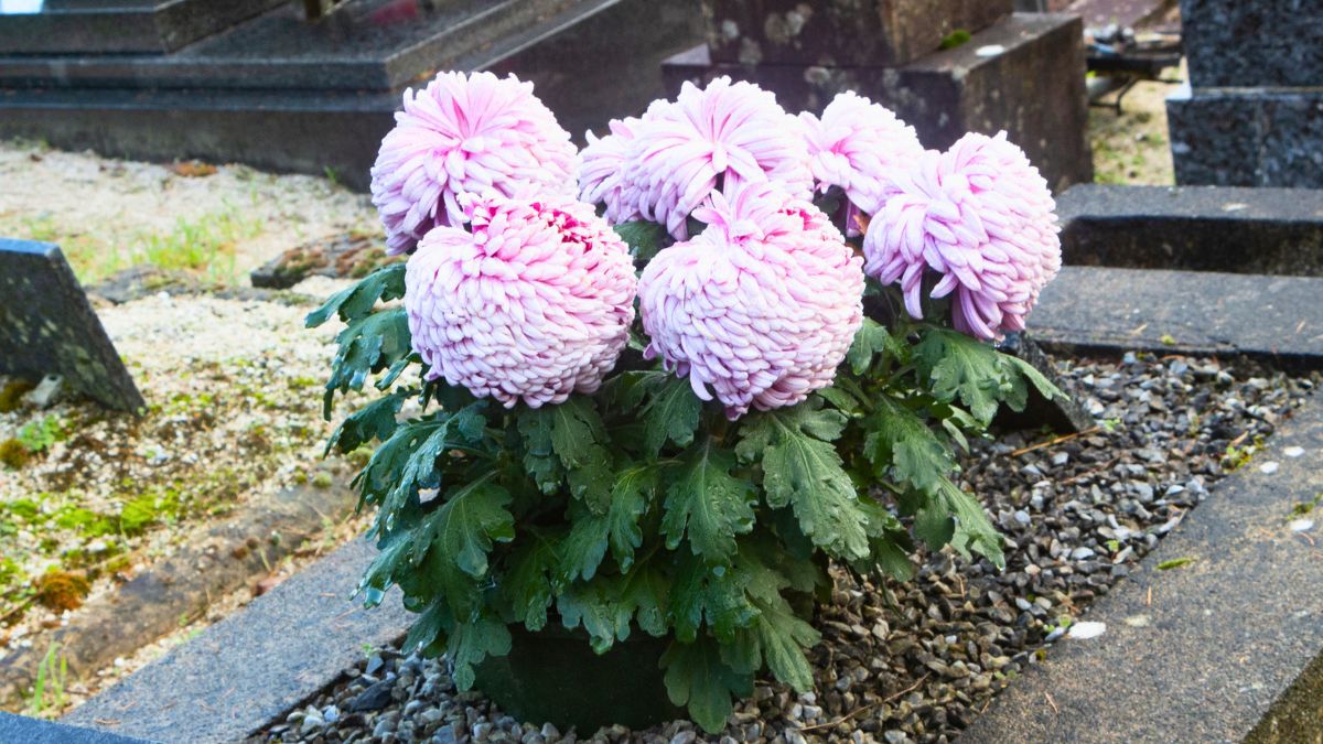 Więdnące chryzantemy na grobie