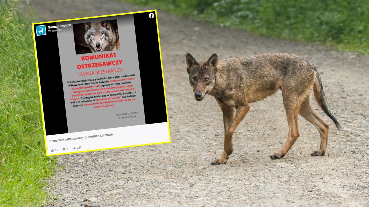 Burmistrz Lututowa ostrzega mieszkańców przed wilkami 