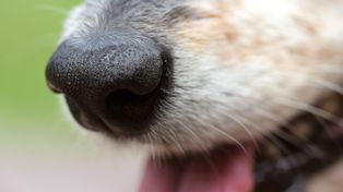 Małkinia Górna: Pies pogryzł dziecko. Jakie są ustalenia śledczych?