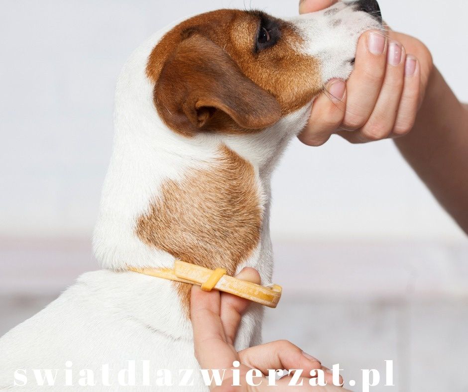 Jak prawidłowo założyć szelki lub obrożę