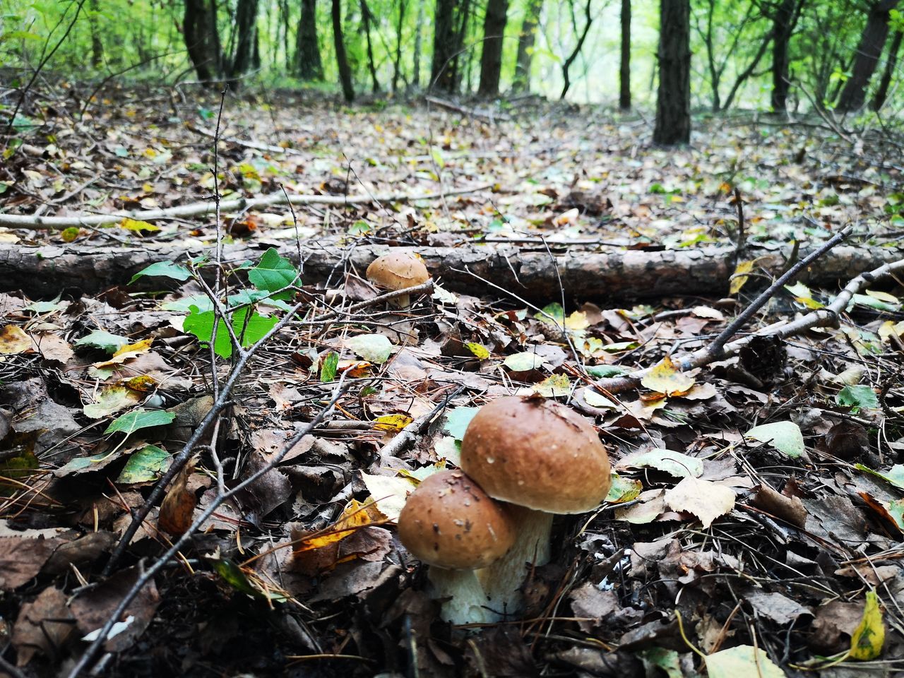 Zakazane podczas zbierania grzybów. Kara to nawet 5 tys. zł