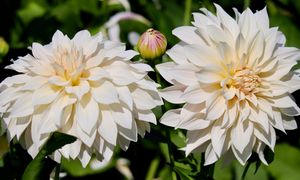 Te cebulki wsadź do końca maja. Będą kwitnąć przez całe lato