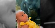 Niesamowita scena w zoo. Przyłożyli maleństwo do szyby, nagrali reakcję