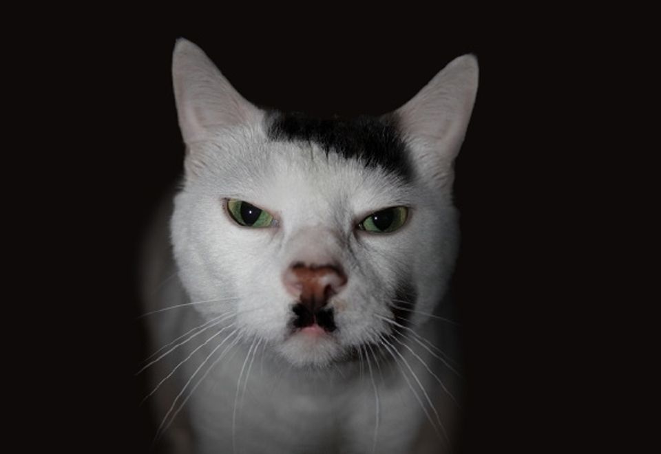 Obraz