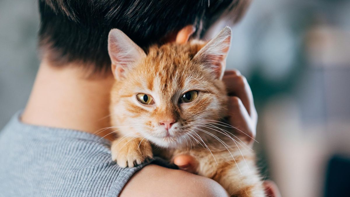 Koty nie zostały "oskarżone" o wywoływanie schizofrenii – badacze mówią jedynie o możliwej korelacji