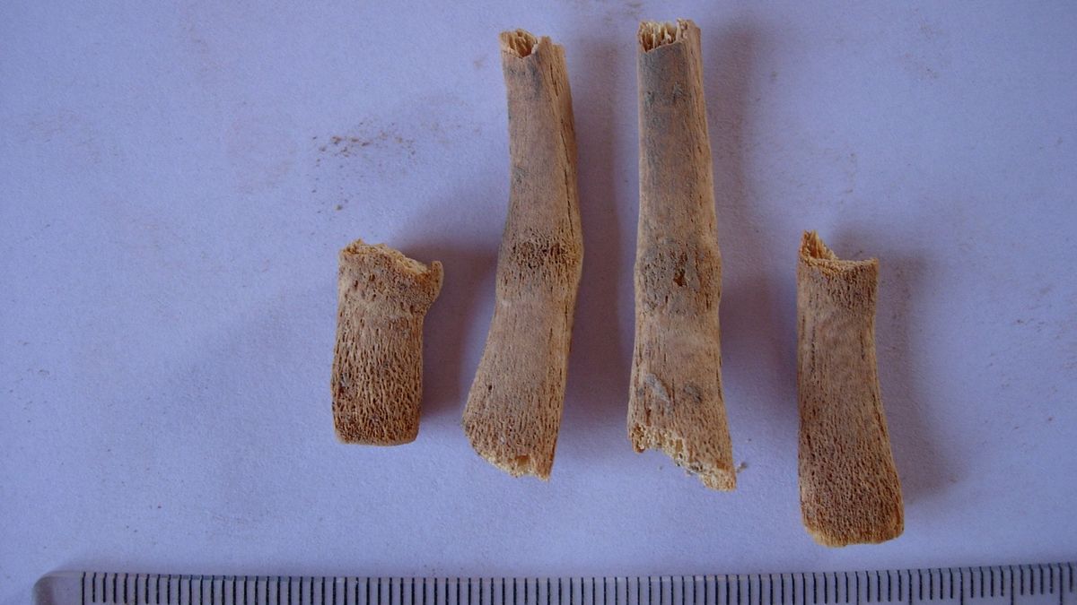 Kości ze stanowiska archeologicznego w Tell Brak 