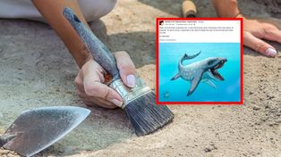 Naukowcy odkryli czaszkę pradawnego gada. Rozwiązali wieloletnią zagadkę