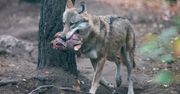Wilki w Wielkopolsce są coraz bliżej ludzi. Spotkanie w lesie, wizyty w miejscowościach. Czy mamy się czego obawiać?