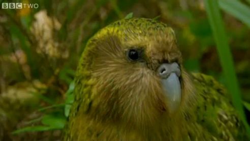 Jak fotograf może zostać pobity przez dziką papugę 1