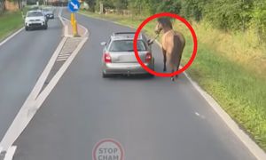 Nagranie podbija sieć. Tuż przy aucie. "To jest Polska"