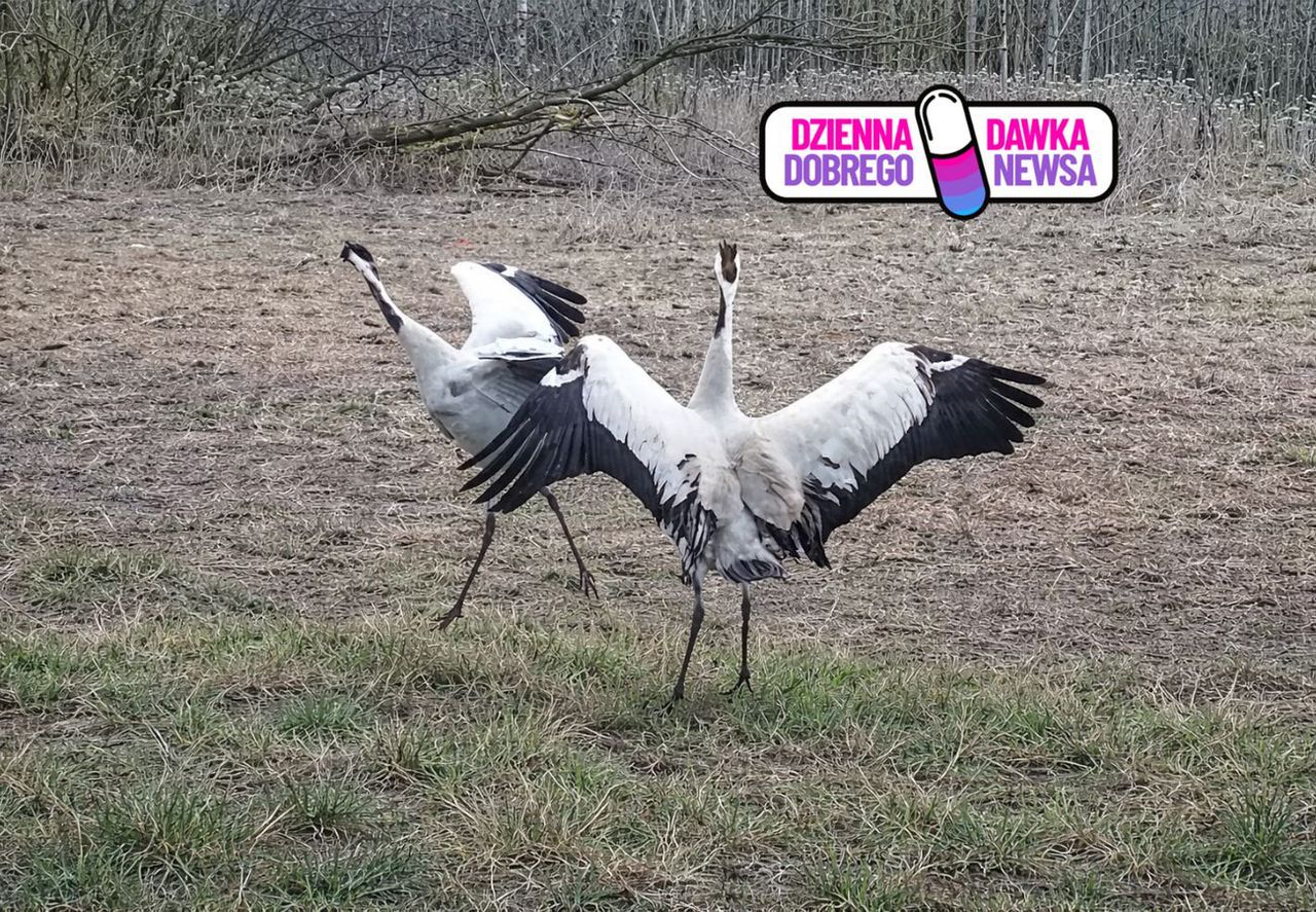 Podskoki i ukłony. Złapali je w głębi lasu. "Lepiej obserwuj z daleka"