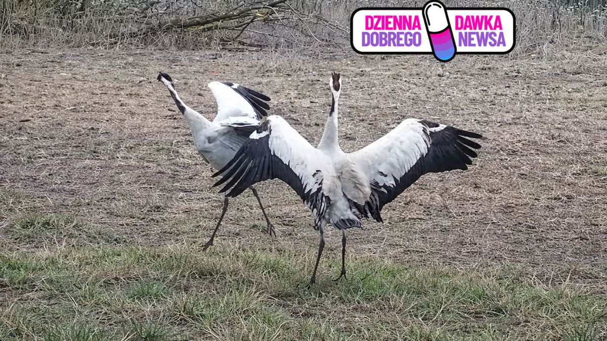 Leśny balet uchwycony przez fotopułapkę