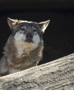 Warmińsko-mazurskie. Wilk zastrzelony pod Wenecją