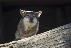 Warmińsko-mazurskie. Wilk zastrzelony pod Wenecją