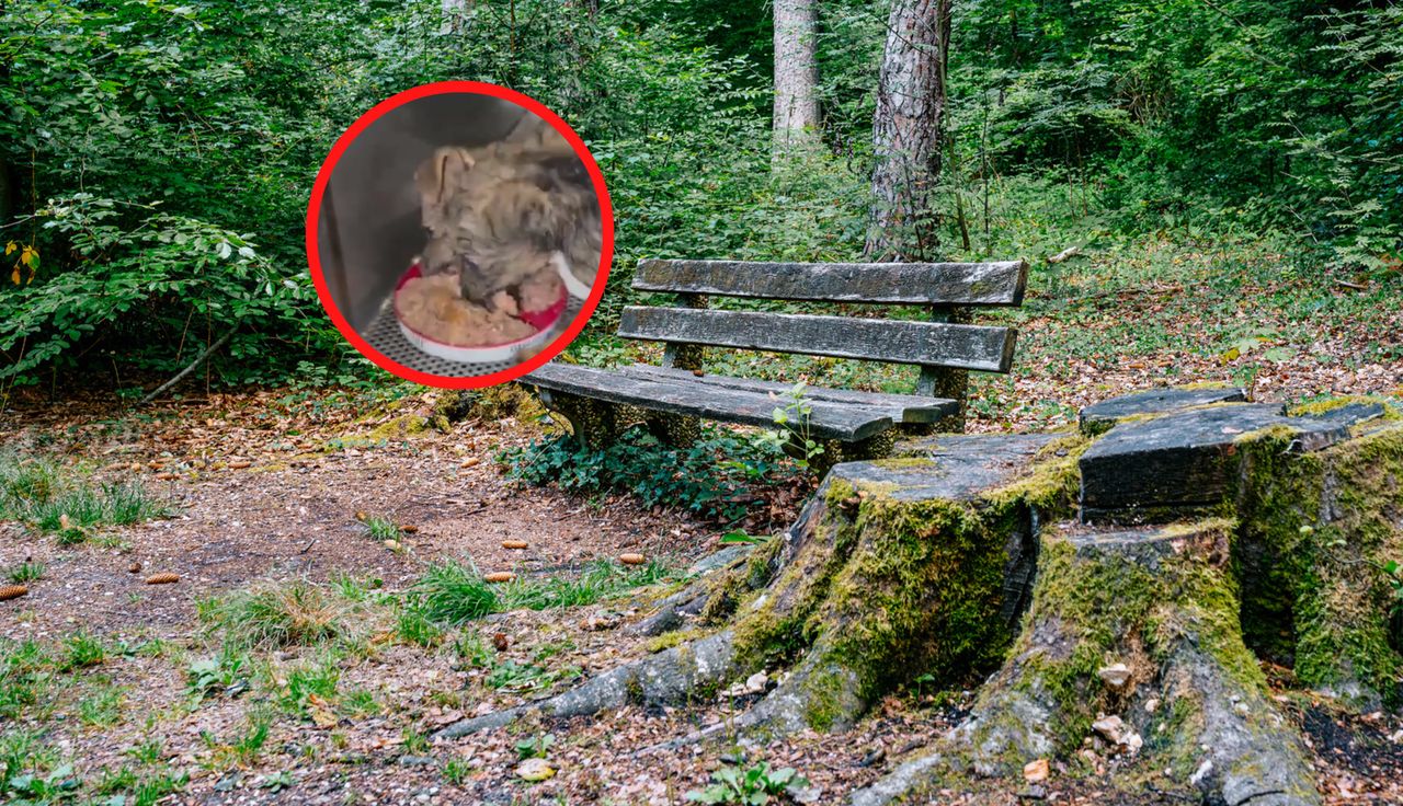 Z pudełka dobiegał cichy dźwięk. Natychmiast zajrzał do środka
