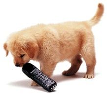 Pies plujący telefonem...