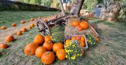 Kraków: Jesienne sesje i klimat halloween. Sprawdź jakie farmy dyń znajdują się w okolicy. Tu zrobisz wyjątkowe zdjęcia