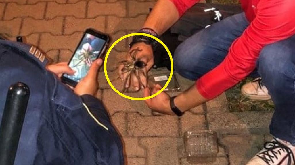 W jednym krakowskich bloków znaleziono olbrzymiego, jadowitego ptasznika