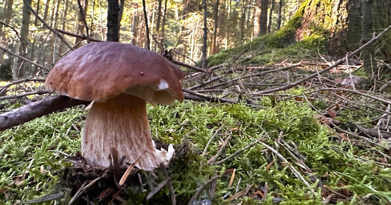 Lubelskie: Sezon na grzyby trwa w najlepsze. Stary Gaj pełen opieniek