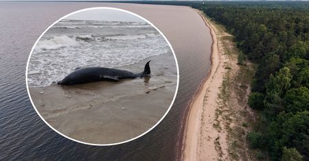 Martwy delfin na bałtyckiej plaży. W tym miejscu nie powinno go być