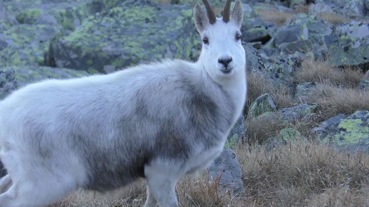 Kozica tatrzańska o białej sierści