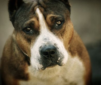 Warszawa. "Coś dobrego". Więcej miejsca w szafie, lepsze życie psiaków