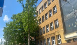 Katowice. Nowe drzewa przy ul. Raciborskiej. Wycięto kasztany posadzono klony