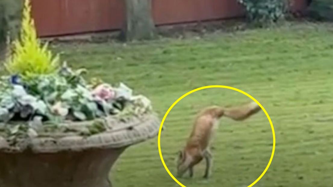 Lis miał tylko dwie łapy