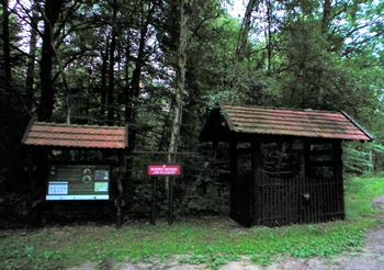 Rezerwat Cisów w Czarnem. Zielona perełka na mapie Pomorza