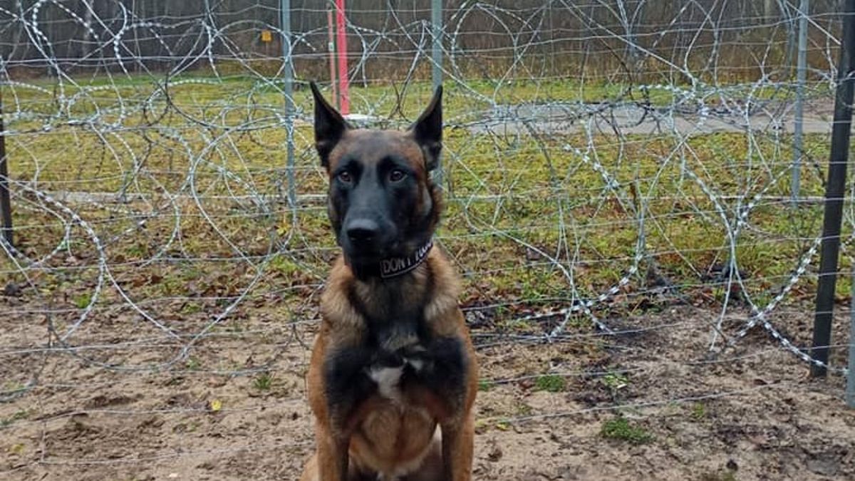 Czworonożni funkcjonariusze strzegą granicy