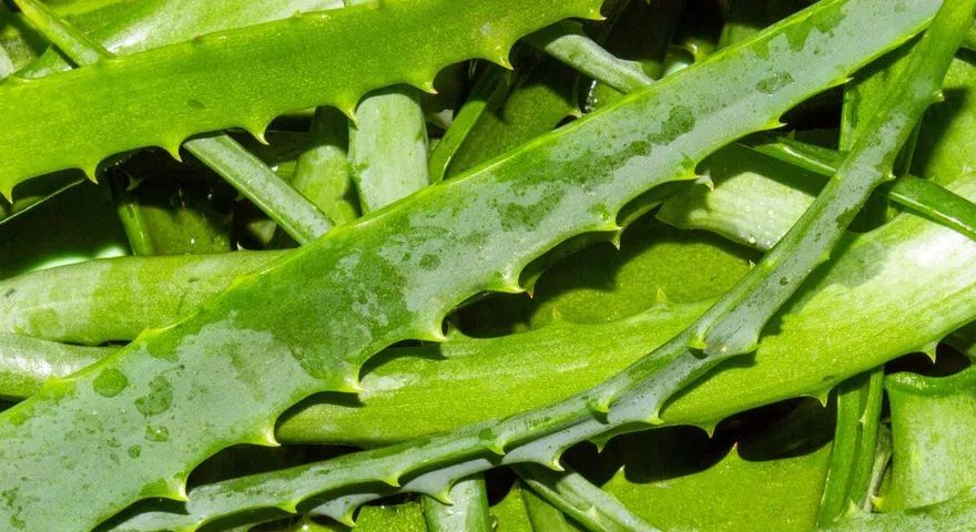 aloe vera for skin redness Pure Organic Aloe Vera Gel 200ml – Beauty Kitchen main image 1